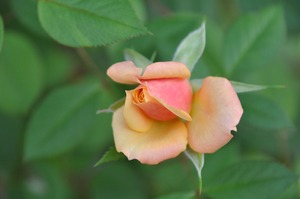 Bud become rose