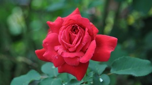 Rose iii