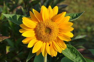 Shining sunflower