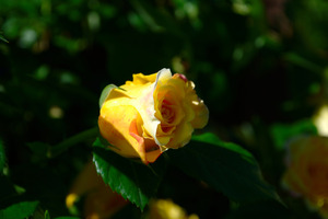 Yellow rose color