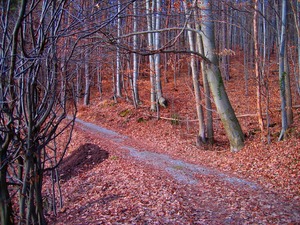 Entry to forest