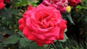 Rose ii