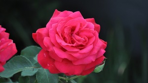 Rose iv