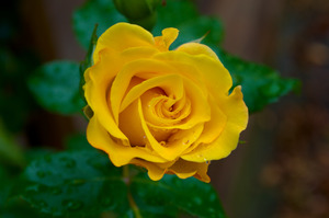 Yellow rose ii